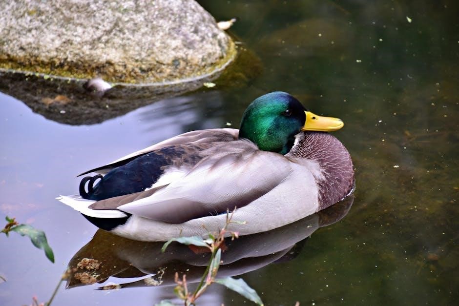 guided duck hunts washington state