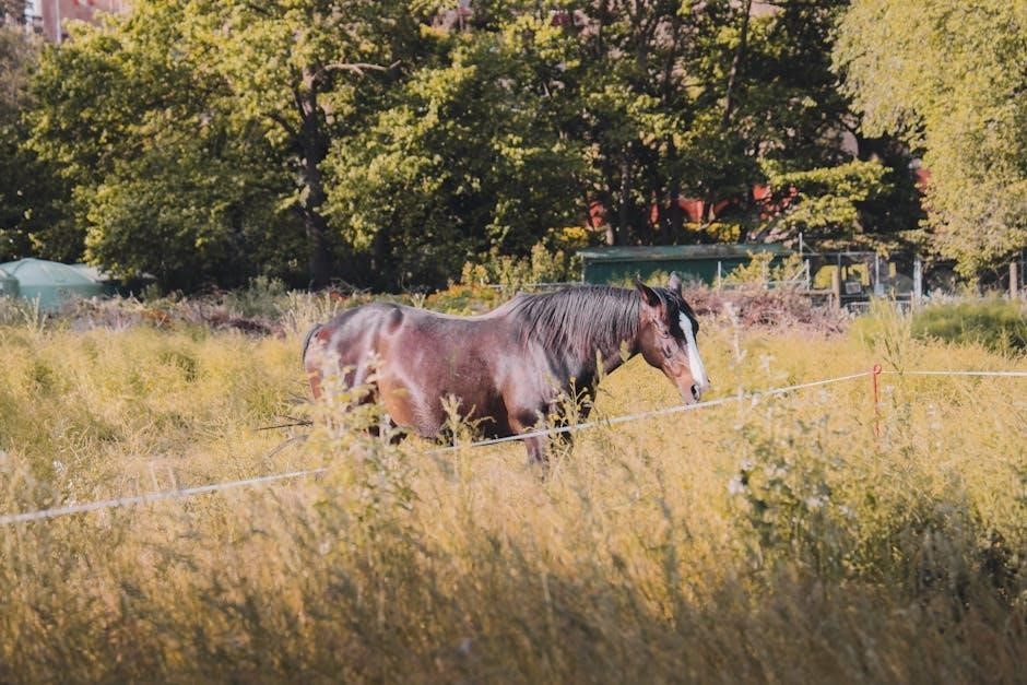 horse rug temperature guide australia