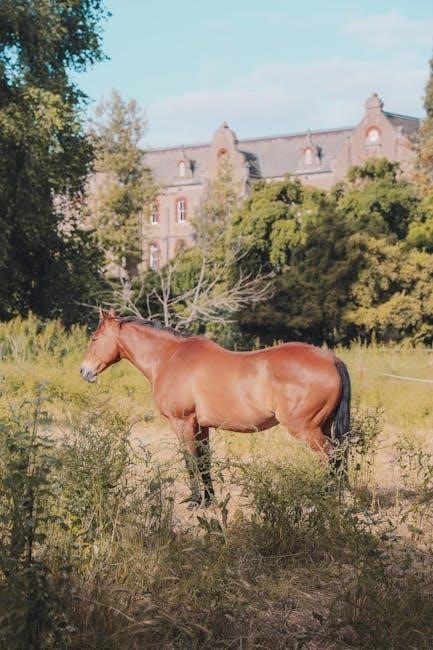 horse rug temperature guide australia